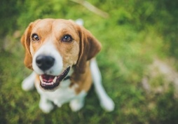 Beagle dog outdoors